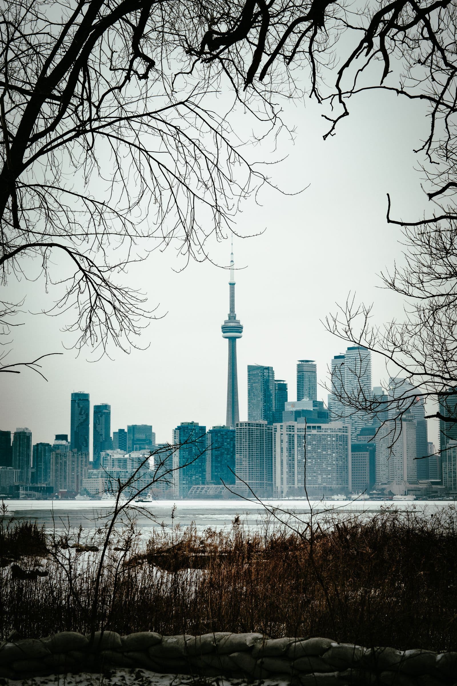 Toronto skyline with the CN Tower viewed through bare winter tree branches across a frozen waterfront